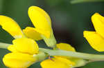 Yellow wild indigo